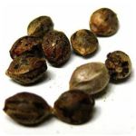 Семена марихуаны АК-47  (Seeds AK-47) в Мытищах
